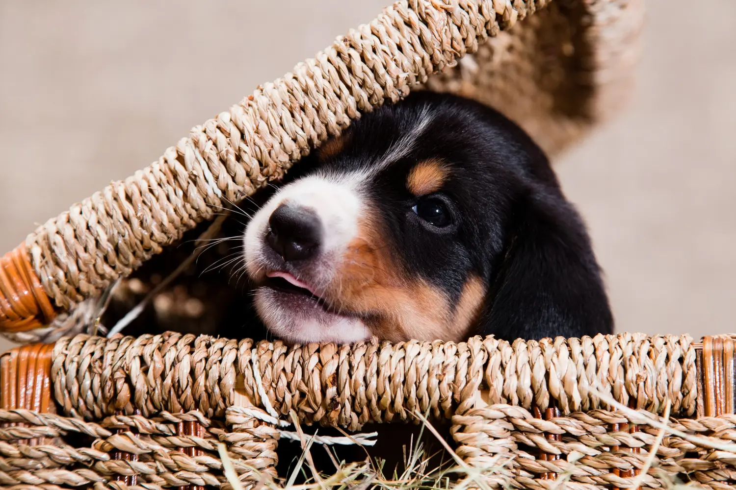 Een Entlebuch Berghond puppy kopen betekent verantwoordelijkheid nemen! Entlebuch Berghond puppy's kopen.