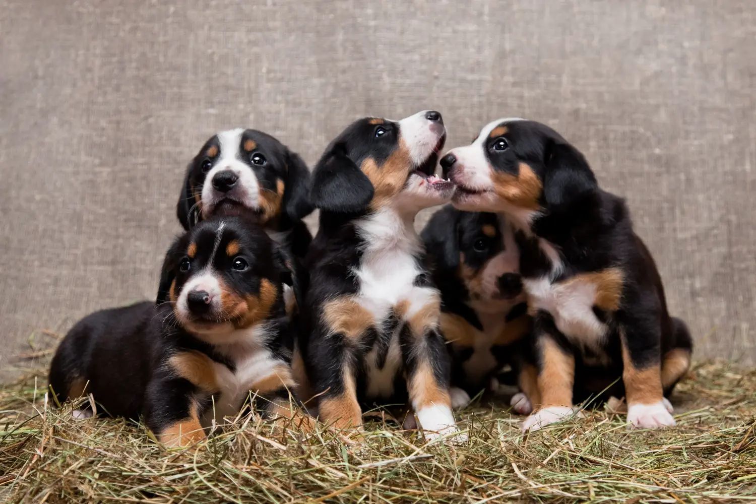 Een Entlebuch Berghond puppy kopen betekent verantwoordelijkheid nemen! Entlebuch Berghond puppy's kopen.