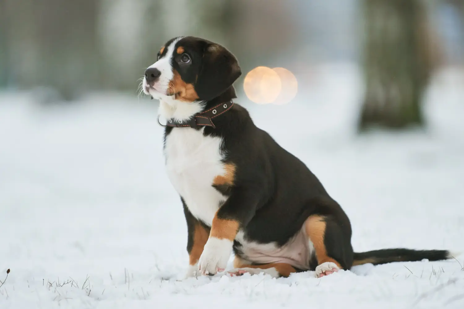 Een Entlebuch Berghond puppy kopen betekent verantwoordelijkheid nemen! Entlebuch Berghond puppy's kopen.