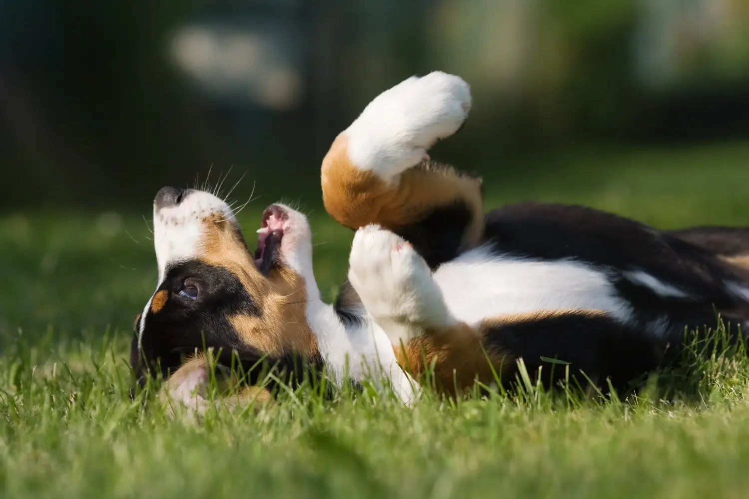 Een Entlebuch Berghond puppy kopen betekent verantwoordelijkheid nemen! Entlebuch Berghond puppy's kopen.