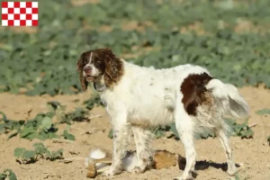 Lees meer over het artikel Épagneul français fokkers en pups in Noord-Brabant
