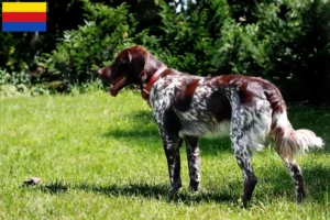 Lees meer over het artikel Épagneul français fokkers en pups in Noord-Holland
