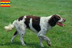 Lees meer over het artikel Épagneul français fokkers en pups in Overijssel