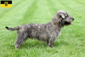 Lees meer over het artikel Irish Glen of Imaal Terrier fokkers en puppies in Baden-Württemberg