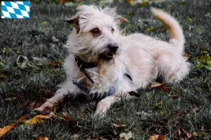 Lees meer over het artikel Irish Glen of Imaal Terrier fokkers en puppies in Beieren