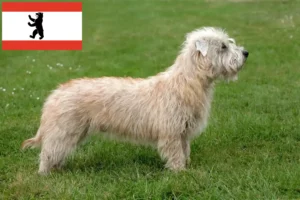 Lees meer over het artikel Irish Glen of Imaal Terrier fokkers en puppies in Berlijn
