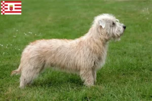 Lees meer over het artikel Irish Glen of Imaal Terrier fokkers en puppies in Bremen