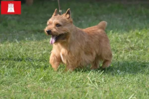 Lees meer over het artikel Irish Glen of Imaal Terrier fokkers en puppies in Hamburg