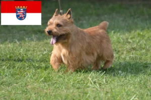 Lees meer over het artikel Irish Glen of Imaal Terrier fokkers en puppies in Hessen