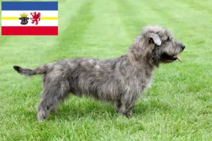 Lees meer over het artikel Irish Glen of Imaal Terrier fokkers en puppies in Mecklenburg-Vorpommern