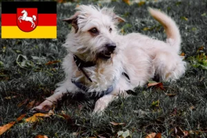Lees meer over het artikel Irish Glen of Imaal Terrier fokkers en puppies in Nedersaksen