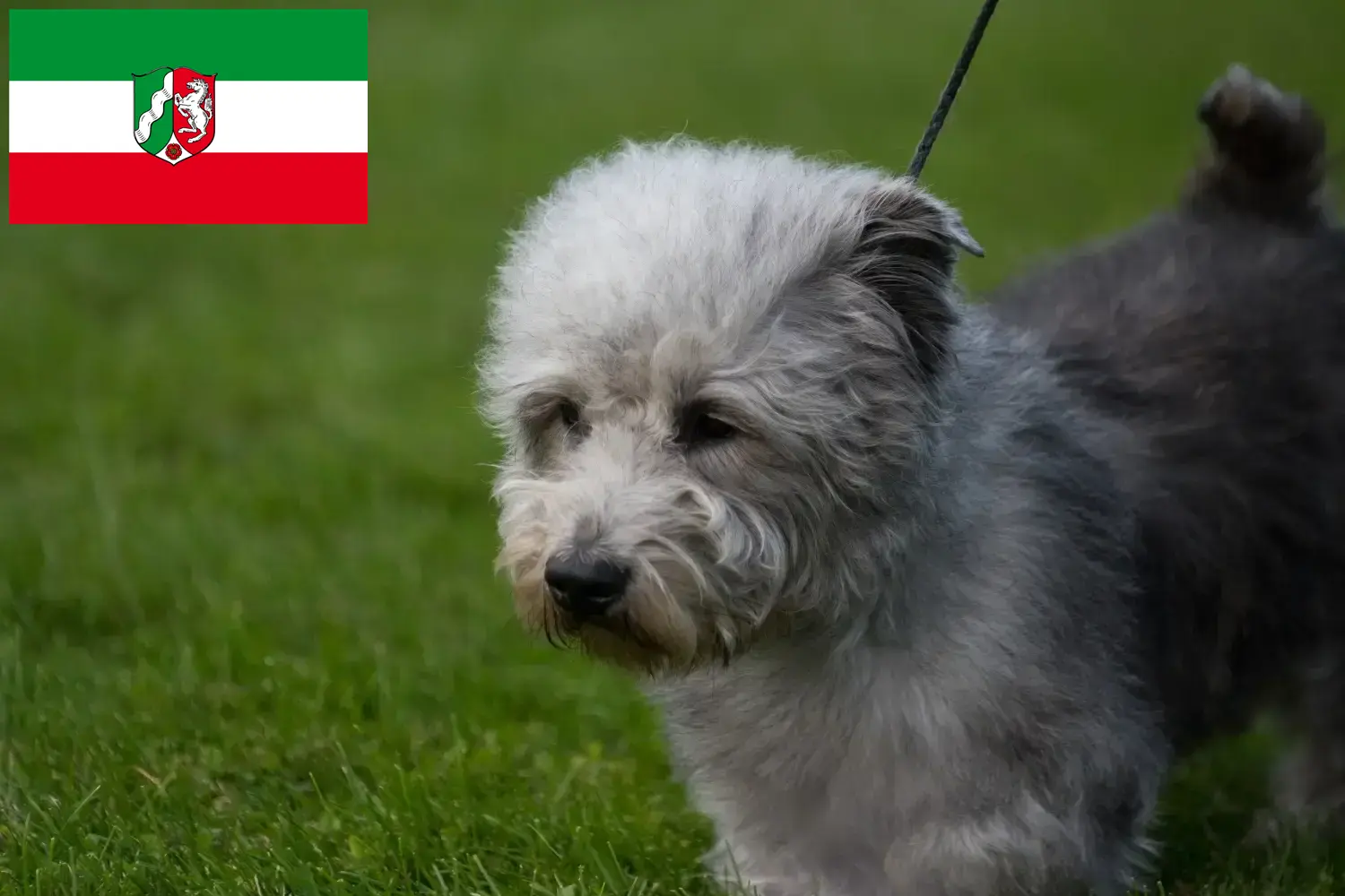 Lees meer over het artikel Irish Glen of Imaal Terrier fokkers en puppies in Noordrijn-Westfalen