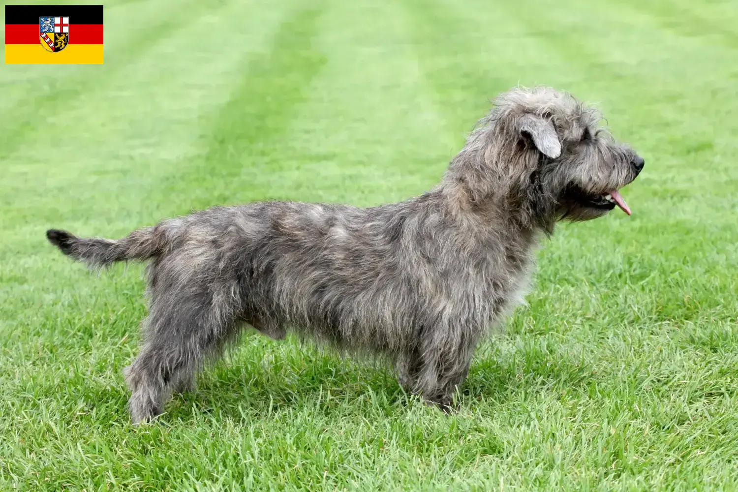 Lees meer over het artikel Irish Glen of Imaal Terrier fokkers en puppies in Saarland