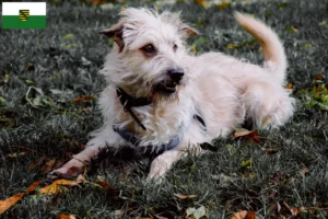 Lees meer over het artikel Irish Glen of Imaal Terrier fokkers en puppies in Saksen