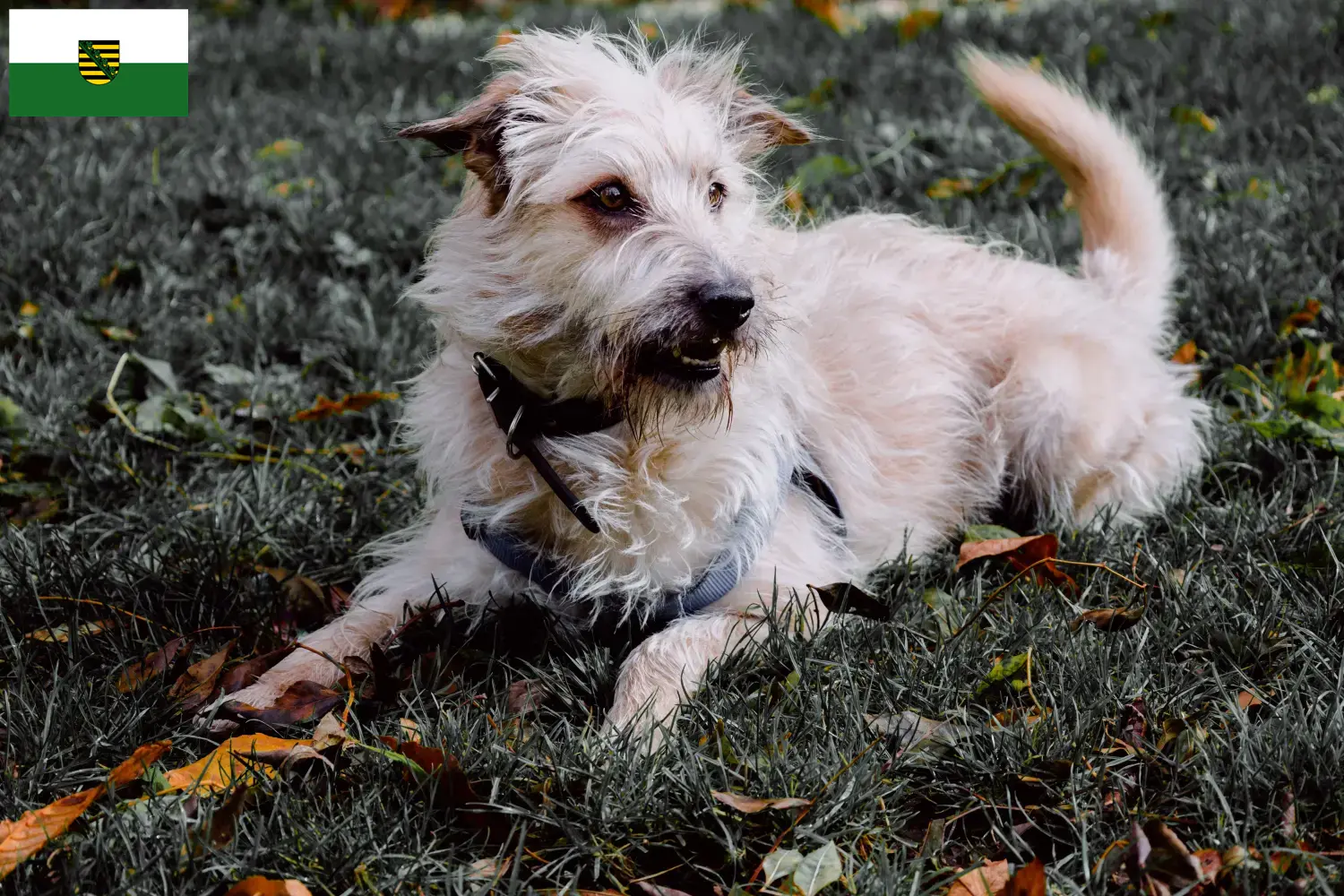 Lees meer over het artikel Irish Glen of Imaal Terrier fokkers en puppies in Saksen