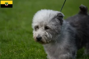 Lees meer over het artikel Irish Glen of Imaal Terrier fokkers en pups in Saksen-Anhalt