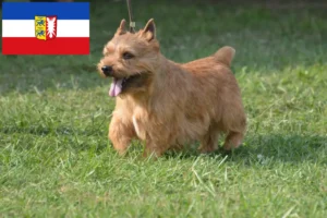Lees meer over het artikel Irish Glen of Imaal Terrier fokkers en puppies in Sleeswijk-Holstein
