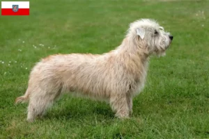 Lees meer over het artikel Irish Glen of Imaal Terrier fokkers en puppies in Thüringen
