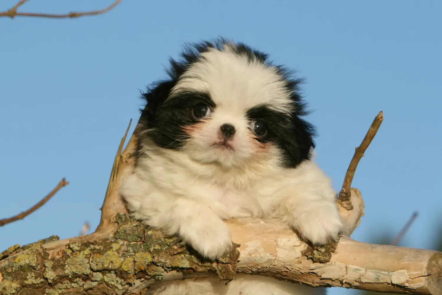 Een Japan Chin puppy kopen betekent verantwoordelijkheid nemen! Japan Chin puppy kopen.