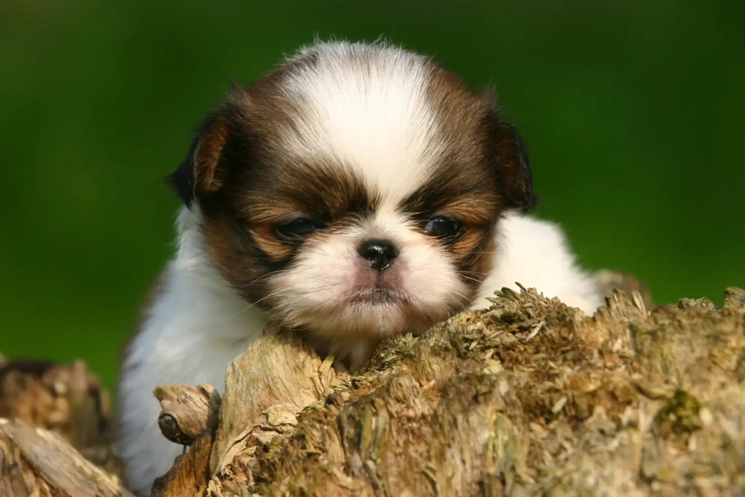 Een Japan Chin puppy kopen betekent verantwoordelijkheid nemen! Japan Chin puppy kopen.