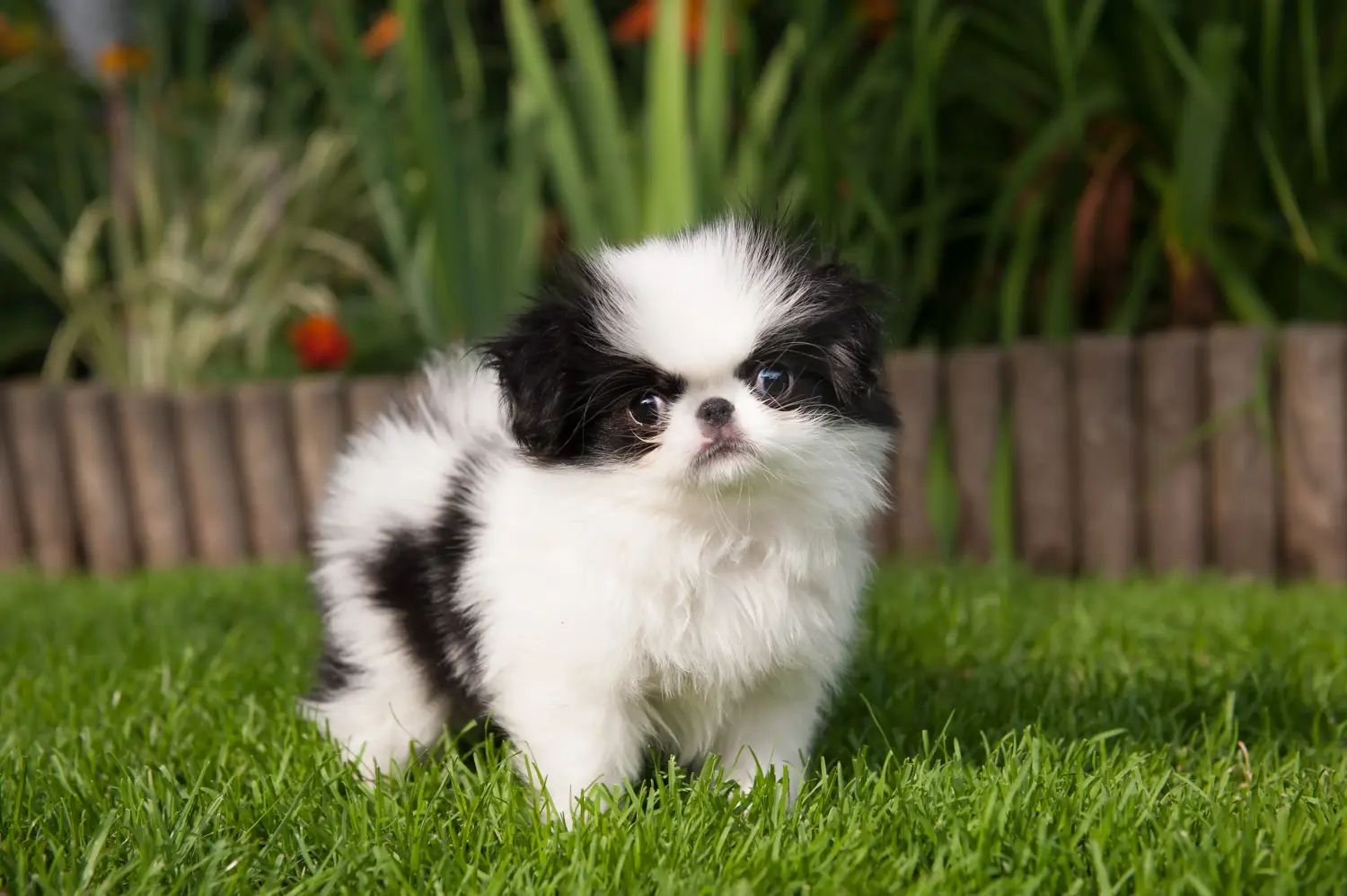Een Japan Chin puppy kopen betekent verantwoordelijkheid nemen! Japan Chin puppy kopen.
