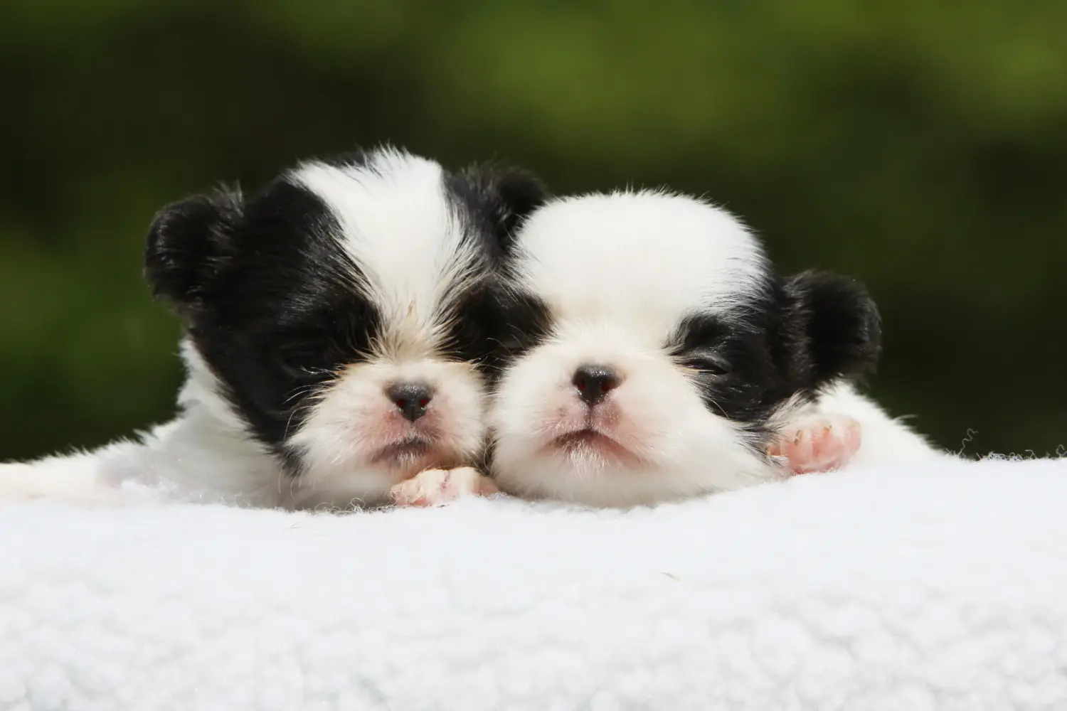 Een Japan Chin puppy kopen betekent verantwoordelijkheid nemen! Japan Chin puppy kopen.