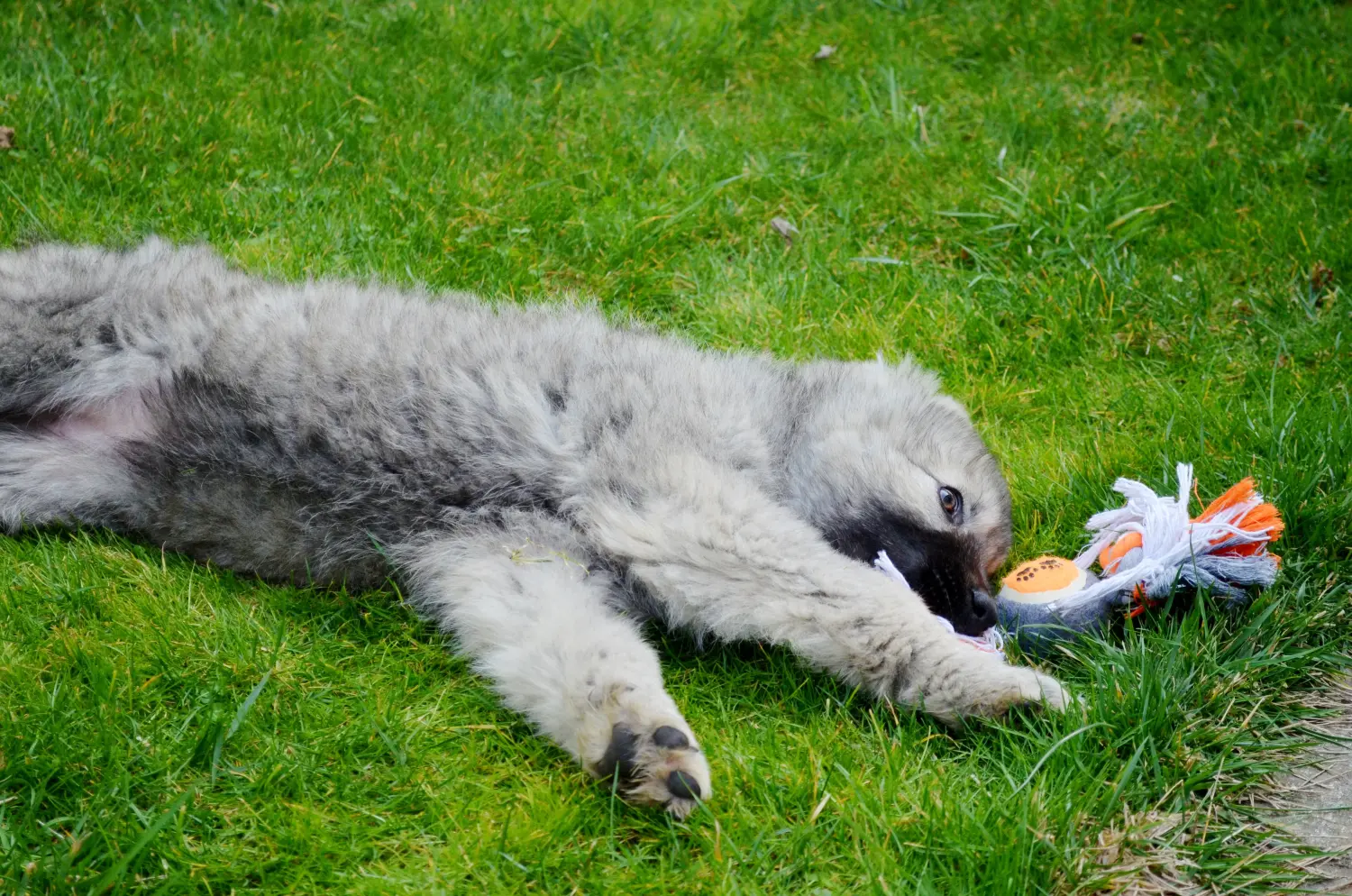Een puppy van de Kaukasische herder kopen betekent verantwoordelijkheid nemen! Kaukasische herder puppy's kopen.