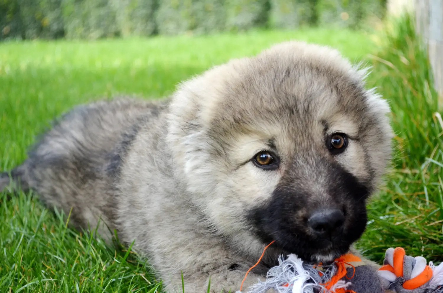 Een puppy van de Kaukasische herder kopen betekent verantwoordelijkheid nemen! Kaukasische herder puppy's kopen.