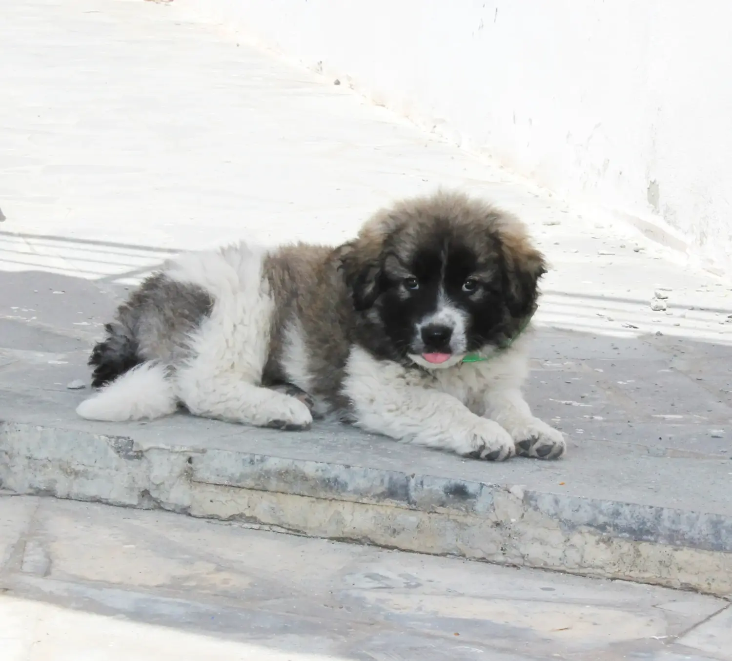 Een puppy van de Kaukasische herder kopen betekent verantwoordelijkheid nemen! Kaukasische herder puppy's kopen.