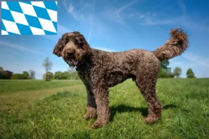 Lees meer over het artikel Labradoodle fokkers en puppies in Beieren
