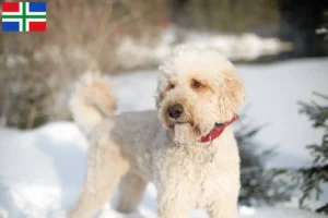 Lees meer over het artikel Labradoodle fokkers en puppies in Groningen