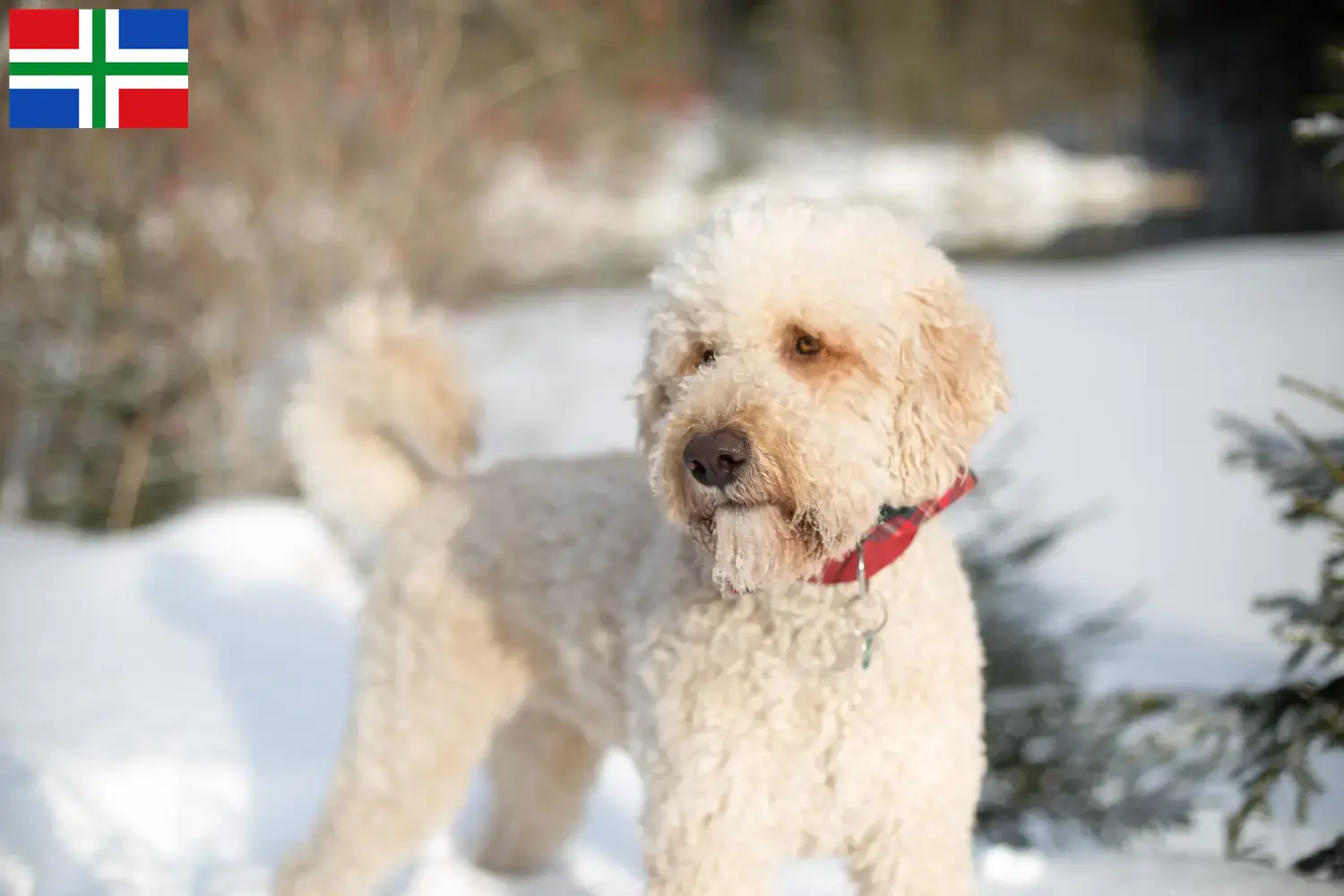 Labradoodle pups en fokkers Groningen Vind hier Labradoodles fokkers in Groningen.