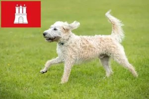 Lees meer over het artikel Labradoodle fokkers en puppies in Hamburg