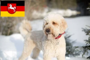 Lees meer over het artikel Labradoodle fokkers en puppies in Nedersaksen