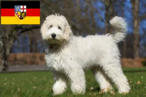 Lees meer over het artikel Labradoodle fokkers en puppies in Saarland