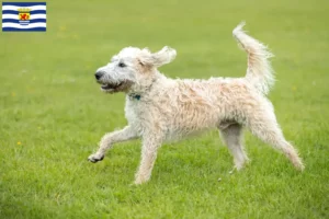 Lees meer over het artikel Labradoodle fokkers en puppies in Zeeland
