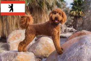 Lees meer over het artikel Labradoodle fokkers en puppies in Berlijn