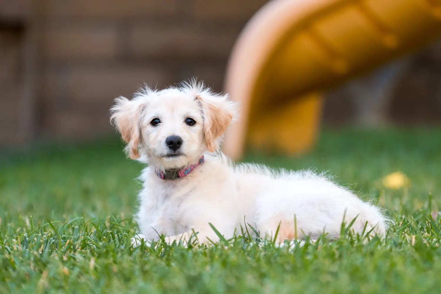Een Labradoodle puppy kopen betekent verantwoordelijkheid nemen! Labradoodle puppy kopen.