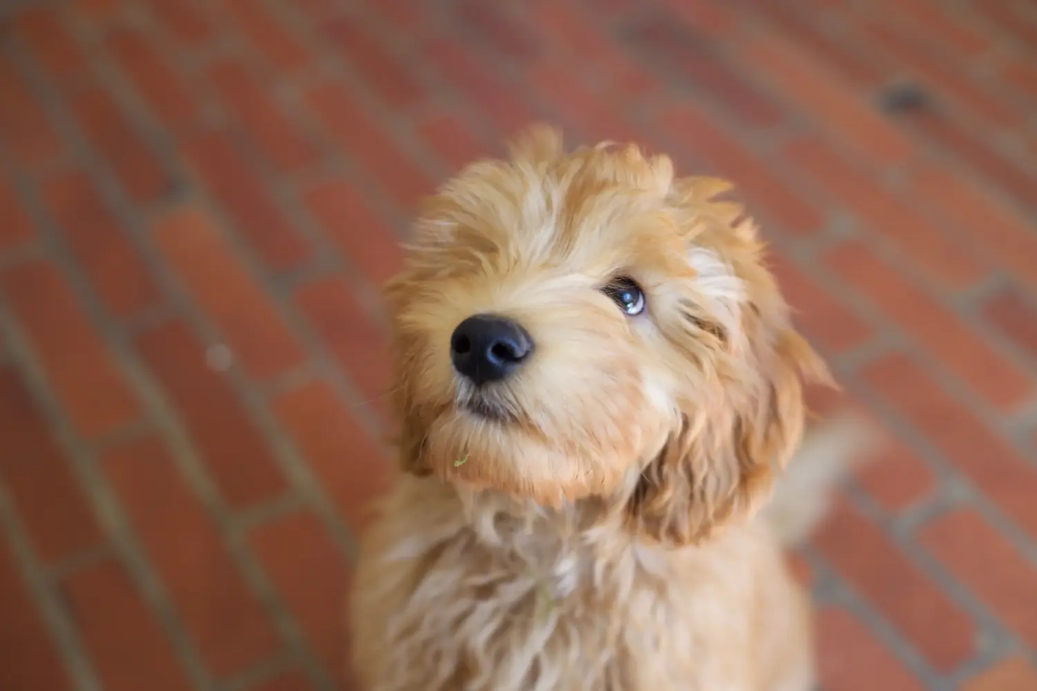 Een Labradoodle puppy kopen betekent verantwoordelijkheid nemen! Labradoodle puppy kopen.