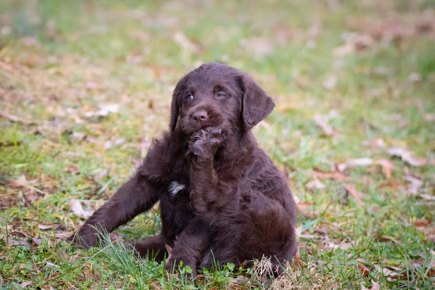 Een Labradoodle puppy kopen betekent verantwoordelijkheid nemen! Labradoodle puppy kopen.