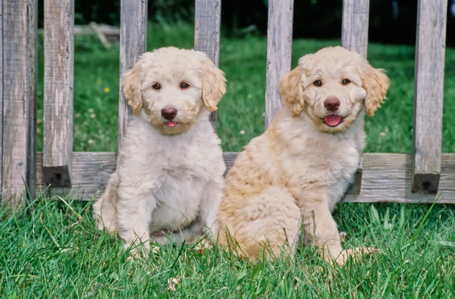 Een Labradoodle puppy kopen betekent verantwoordelijkheid nemen! Labradoodle puppy kopen.
