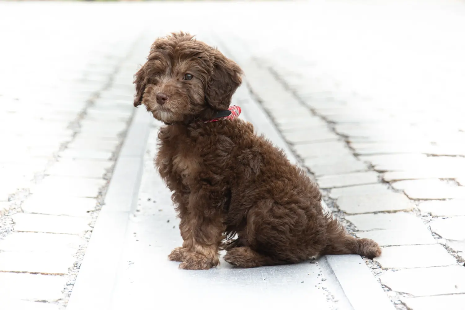 Een Labradoodle puppy kopen betekent verantwoordelijkheid nemen! Labradoodle puppy kopen.