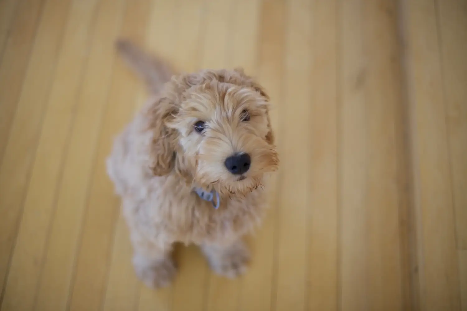 Een Labradoodle puppy kopen betekent verantwoordelijkheid nemen! Labradoodle puppy kopen.
