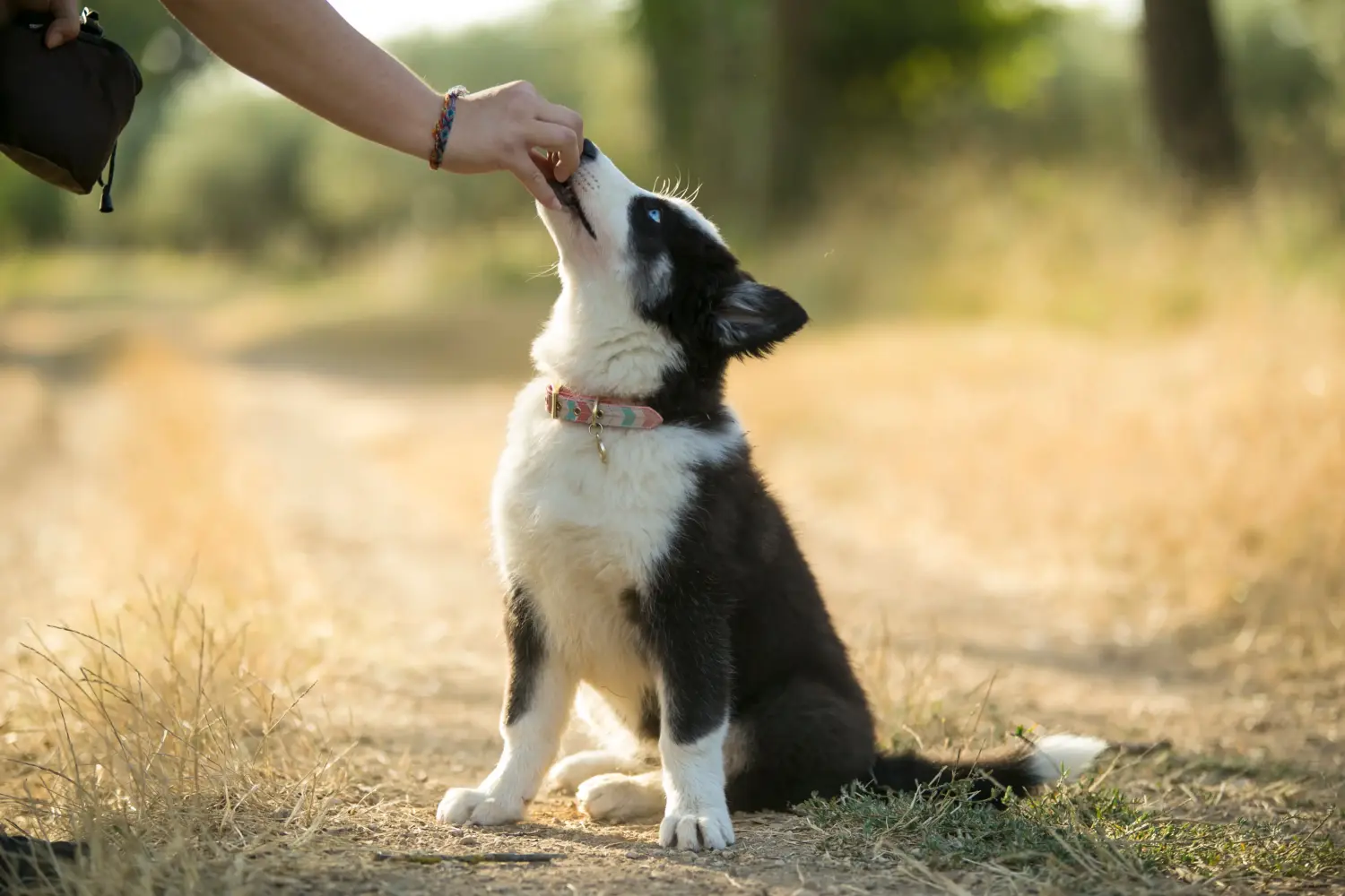 Een Laika puppy kopen betekent verantwoordelijkheid nemen! Laika puppy's kopen.