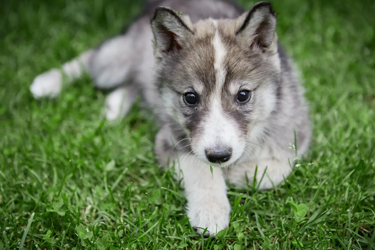 Een Laika puppy kopen betekent verantwoordelijkheid nemen! Laika puppy's kopen.