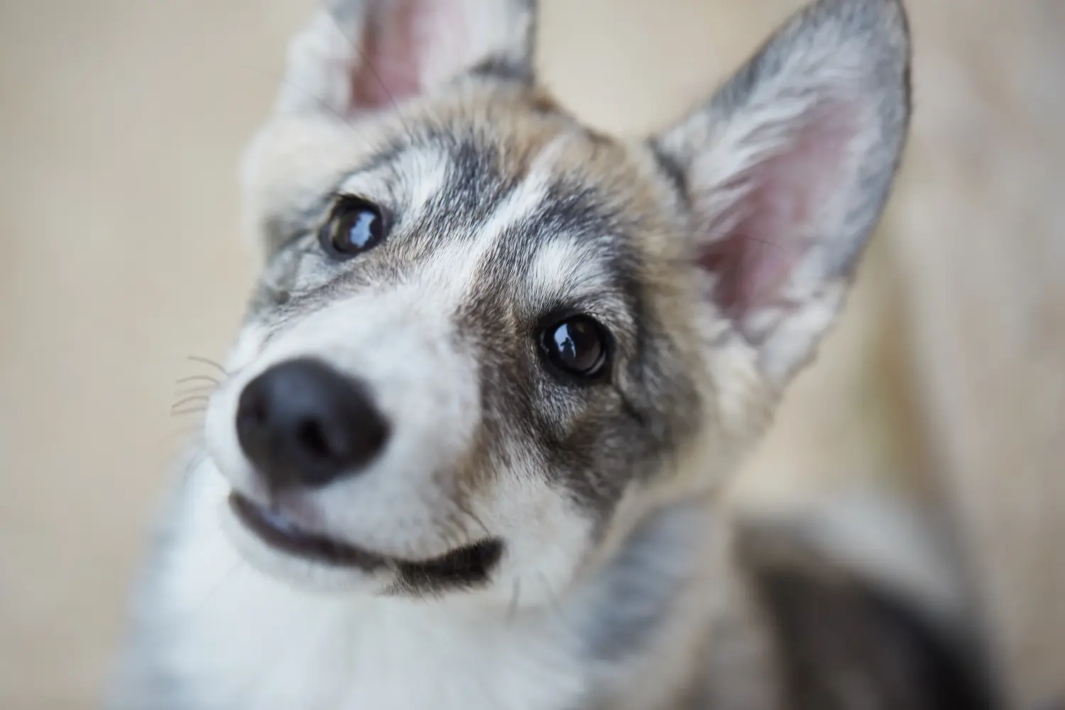 Een Laika puppy kopen betekent verantwoordelijkheid nemen! Laika puppy's kopen.