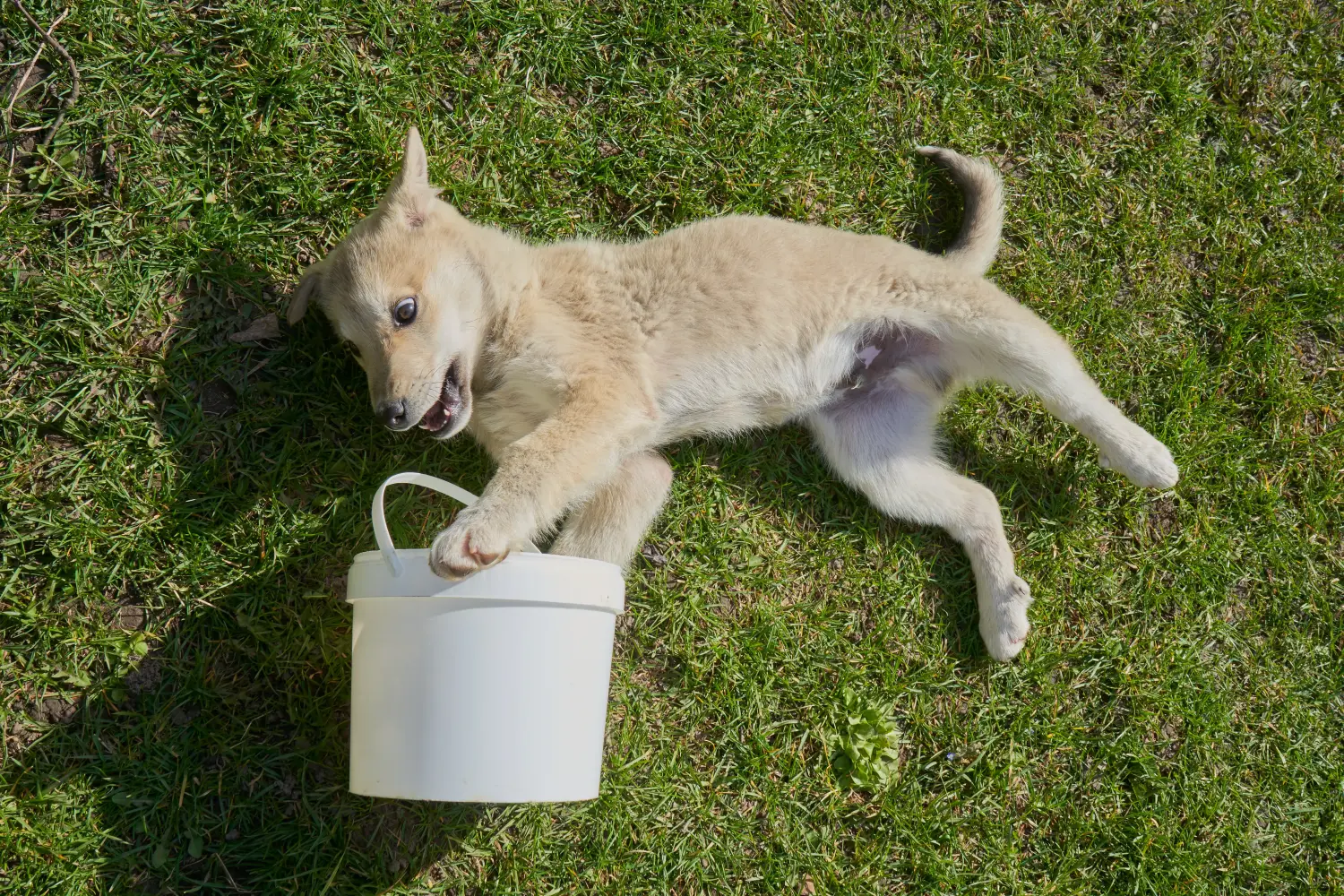 Een Laika puppy kopen betekent verantwoordelijkheid nemen! Laika puppy's kopen.