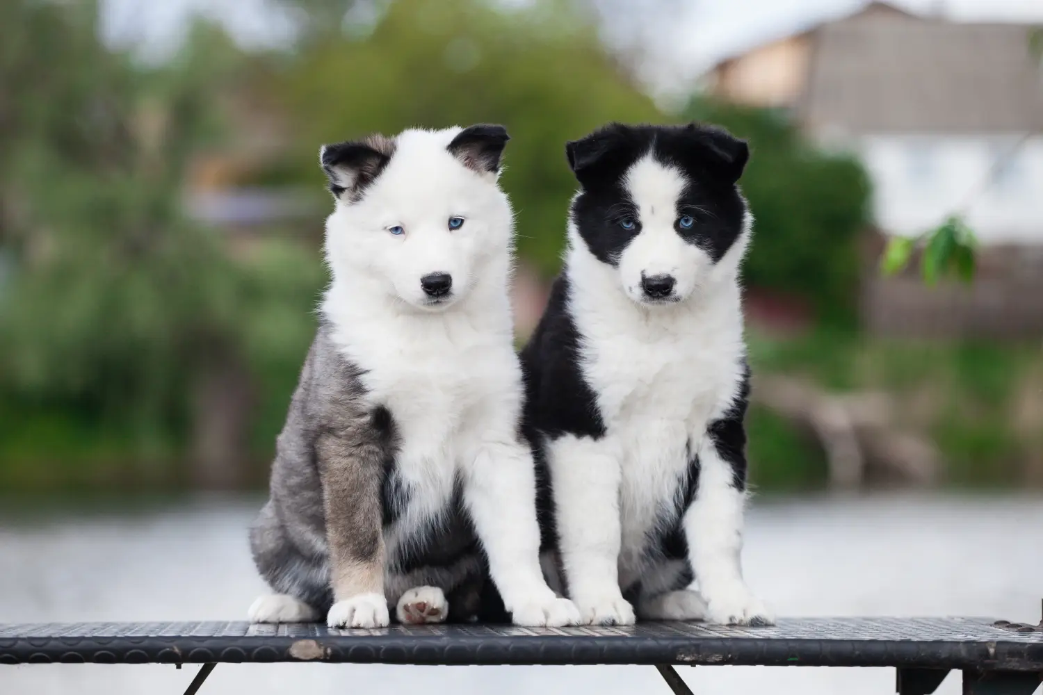 Een Laika puppy kopen betekent verantwoordelijkheid nemen! Laika puppy's kopen.