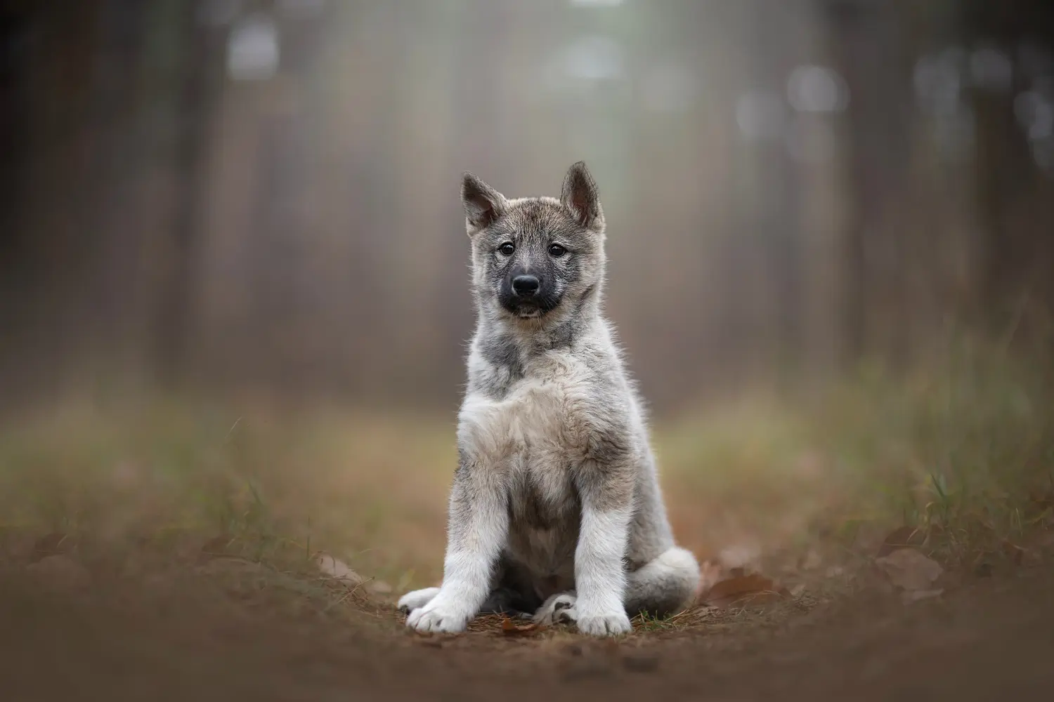Een Laika puppy kopen betekent verantwoordelijkheid nemen! Laika puppy's kopen.