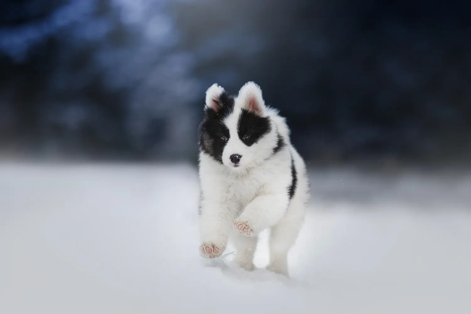 Een Laika puppy kopen betekent verantwoordelijkheid nemen! Laika puppy's kopen.